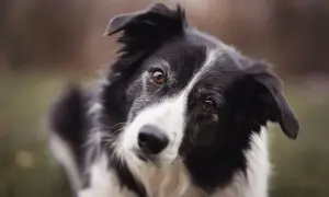 Inteligentne spojrzenie border collie, gotowego na spacer. Idealna smycz dla border collie to taka, która zapewni mu komfort i bezpieczeństwo.