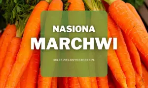 Pęczek świeżych, pomarańczowych marchwi z zielonymi naćmi. Na środku zielona nakładka z napisem "NASIONA MARCHIWI".