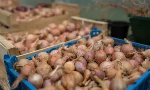 Kisten voller Schalotten, kleine, rosafarbene Zwiebeln, bereit für die Ernte. Sie sind ein Grundnahrungsmittel in vielen Küchen.