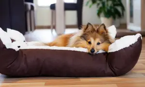 Ein Sheltie-Hund liegt in seinem Körbchen, aber der arme Hund kommt nicht zur Ruhe. Er schaut traurig in die Kamera.