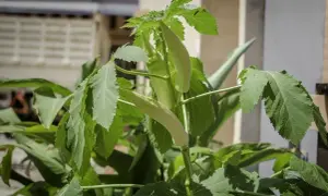 Zielona okra dojrzewa na łodydze, obok dużych liści. Udana okra uprawa w słońcu.