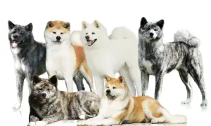 Akita Inu: Jak znaleźć elitarną hodowlę w Polsce?