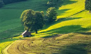 Malownicza działka siedliskowa z małym domkiem i drzewami na tle zielonych wzgórz, oświetlona złotym słońcem.