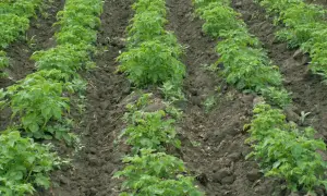 Rzędy młodych ziemniaków na polu, wśród których widać zielone chwasty dwuliścienne.