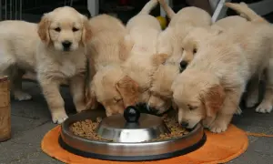 Szczenięta golden retriever jedzące z miski.
