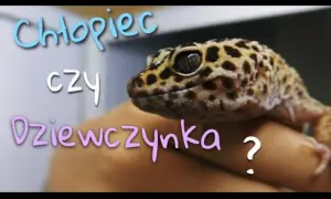 Jak rozpoznać płeć gekona orzęsionego - kluczowe cechy do zauważenia