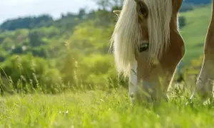 Czym karmić konia, aby zapewnić mu zdrowie i dobrą kondycję