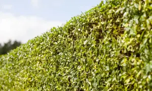 Dichte, grüne Ligusterhecke mit einigen gelblichen Blättern, die auf eine ligusterhecke stirbt ab hinweisen.