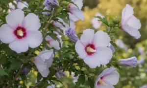 Delikatne, jasnoróżowe kwiaty hibiskusa odmiany Syryjskiego z purpurowym środkiem, otoczone zielonymi liśćmi i pąkami.