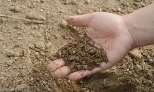 Dłoń trzyma garść ziemi, która wygląda jak obornik bydlęcy, gotowy do użyźnienia gleby.