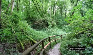 Leśna ścieżka z barierką, prowadząca przez wąwóz porośnięty bujną zielenią. Jedna z urokliwych **nałęczowskich atrakcji** przyrodniczych.
