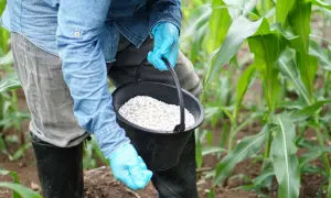 Rolnik w niebieskich rękawiczkach trzyma wiadro z nawozem, który może być obornikiem kurzym, przygotowując się do nawożenia młodej kukurydzy.