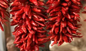 Getrocknete rote Peperoncini hängen in Bündeln. Diese scharfen Chilis, auch Peperoncino genannt, sind ein Muss für würzige Gerichte.