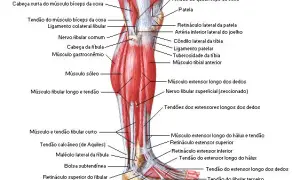 Todo sobre los músculos de la pierna: funciones y anatomía detallada