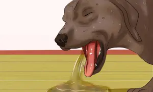 Un perro con la boca abierta y la lengua fuera, vomitando líquido amarillento. Una señal de cómo saber si un perro está deshidratado.