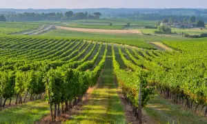 Paysage de vignobles verdoyants à perte de vue, idéal pour un séjour vignoble Bordeaux.