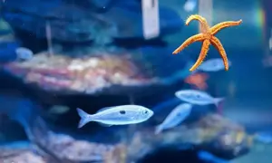 Oceanarium bilety – sprawdź ceny i zniżki na wstęp do oceanariów