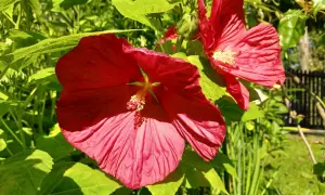 Dwa wielkie, czerwone kwiaty hibiskusa bagiennego kwitną w ogrodzie. Ich uprawa jest prosta, a efekt zachwyca.