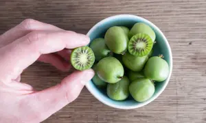Kiwi w Polsce? Tak! Uprawa mrozoodpornego mini kiwi krok po kroku.