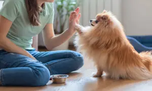 Frau gibt einem Pomeranian High Five beim Hund Training zu Hause. Leckerli-Schale steht bereit.