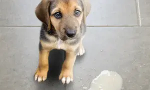 Pies wymiotuje? Kiedy pilnie do weterynarza, a kiedy domowa opieka?