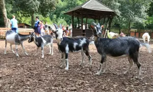 Koziołki i kozy w zoo oliwskim pozują do zdjęć. W tle widać ludzi i drewnianą altanę.