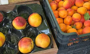 Brzoskwinia i nektarynka, dwie odmiany owoców, leżą obok siebie w drewnianej skrzynce i czarnej plastikowej skrzynce.
