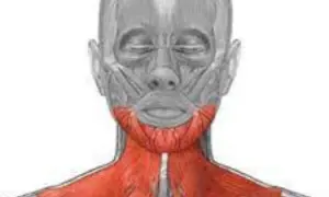 Anatomia szyi: czerwony mięsień szeroki szyi, widoczny pod skórą, biegnie od żuchwy do obojczyka.