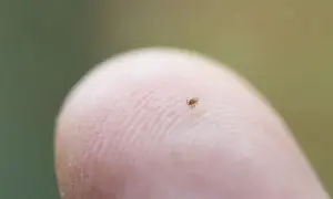 Mała nimfa kleszcza, ledwo widoczna, wędruje po linii papilarnej palca.