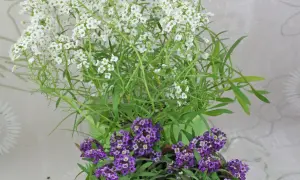 Zwei Töpfe mit Lobularia maritima, gefüllt mit duftenden weißen und violetten Blüten, die einen Hauch von Frühling versprühen.