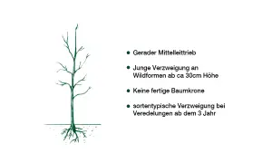 Illustration eines jungen Baumes mit Wurzeln. Zeigt, wie man einen Walnussbaum schneiden kann, um einen geraden Mitteltrieb und eine gute Verzweigung zu fördern.