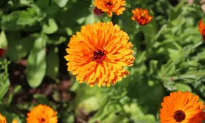 Leuchtend orange Ringelblumen blühen im Sonnenlicht. Ihre Heilwirkung ist bekannt, sie sind ein Symbol für Vitalität.