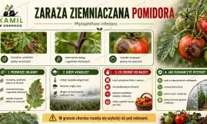Zaraza ziemniaczana na pomidorach: brązowe plamy na liściach i owocach, ciemne łodygi. Objawy, kiedy atakuje, co robić i jak ograniczyć ryzyko.