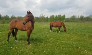 Dwa konie na łące pełnej mniszków lekarskich. Jeden stoi, drugi je. Piękny widok z ośrodka sportów konnych Vidavia.