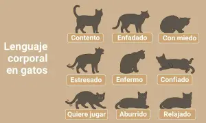 Ilustraciones de gatos mostrando su lenguaje corporal: contento, enfadado, con miedo, estresado, enfermo, confiado, quiere jugar, aburrido y relajado.