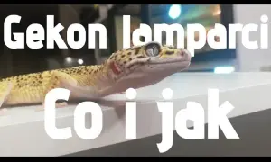 Jak rozpoznać płeć u gekona lamparciego - proste metody i wskazówki