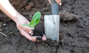 Ręce delikatnie sadzą młodą roślinkę, przygotowując ją do wzrostu. To początek sadzenia ogórków, pełen nadziei na obfite plony.