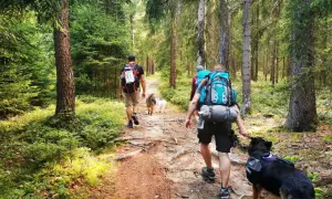 Wanderer mit Rucksäcken und Hunden auf einem Waldweg in einem Berg in Sachsen.