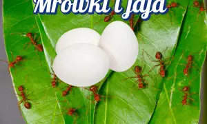 Jak mrówki się rozmnażają - sekrety ich niezwykłych strategii rozmnażania