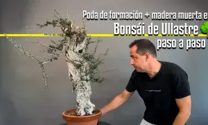 Hombre trabajando en un bonsái de ullastre, mostrando la poda de formación y la madera muerta. La **madera de acebuche** se transforma en arte.