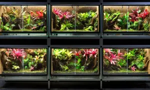 Wiele terrariów z bujną roślinnością, idealnych do hodowli patyczaków. Kolorowe bromelie i paprocie tworzą miniaturowe dżungle.