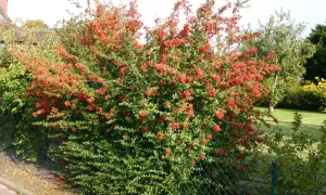 Eine üppige Feuerdorn-Hecke mit leuchtend roten Beeren, die sich entlang eines Zauns erstreckt.
