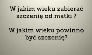 Ile szczeniak powinien być przy matce, aby uniknąć problemów zdrowotnych?