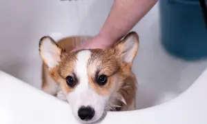 A cute corgi gets a soothing oatmeal bath in a white tub, looking a bit unsure but enjoying the pampering.