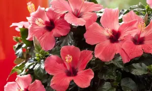 Kilka pięknych, łososiowych kwiatów hibiskusa w doniczce, z ciemnozielonymi liśćmi i czerwonym tłem.