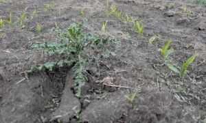 Młode pędy kukurydzy wyrastają z ziemi, a na pierwszym planie chwast. W oddali widać pola i drzewa, a nad nimi niebo. Elumis.