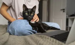 Czarny kot z zielonymi oczami leży na kolanach osoby, która go głaszcze. Obok leży laptop. Czy kotki znaczą teren? Ten kotek wydaje się być zadowolony.