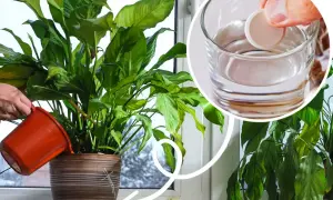 Jak często kwitnie skrzydłokwiat i jak zapewnić mu obfite kwitnienie