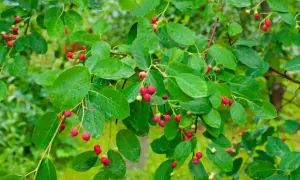 Grüne Blätter und rote Beeren der Felsenbirne, bereit zum Schneiden.