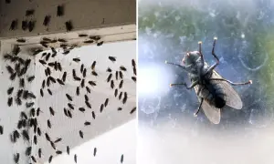 Många flugor inomhus vid ett fönster. Här är husmorstips för att bli av med dem.